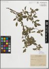 Foto von Salix myrsinifolia Salisb.
